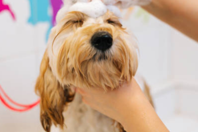 Standard Wash + Blueberry Facial